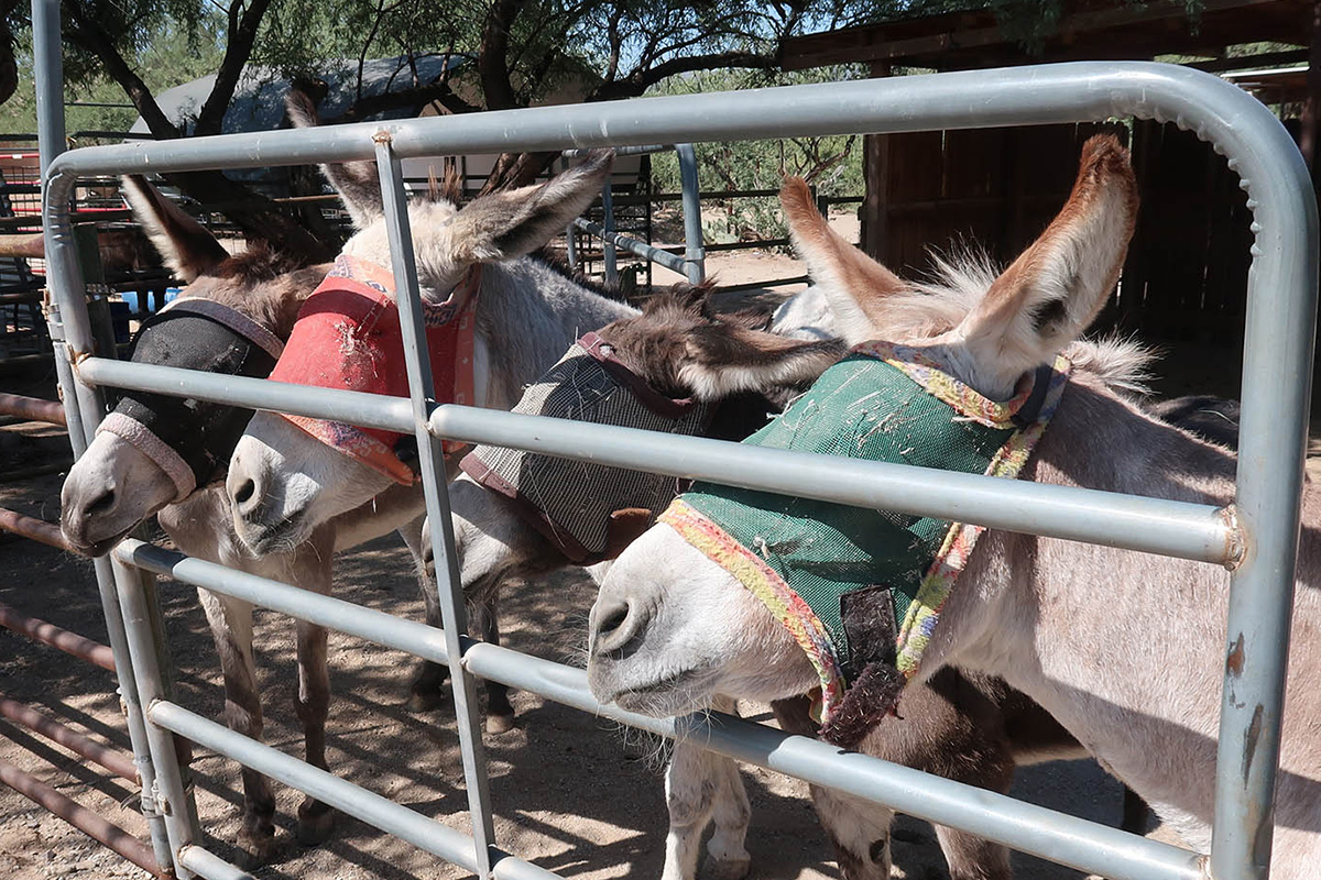 Burro Sanctuary 01